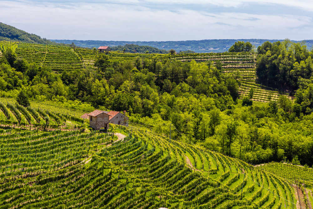 Le Colture Hills and Vineyards - image credit Mattia Mionetto Hills and Vineyards